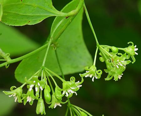 Smilax_hispida_inflorescences.jpg