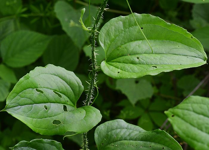 Smilax_hispida_plant.jpg