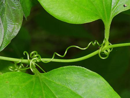 Smilax_hispida_tendril.jpg