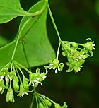 Smilax hispida thumbnail