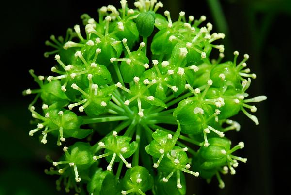 Smilax_lasioneura_flowers.jpg