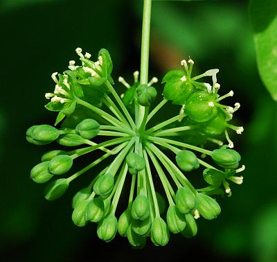 Smilax_lasioneura_inflorescence.jpg