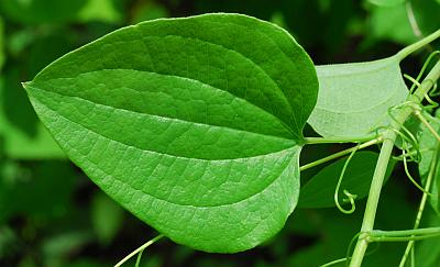 Smilax_lasioneura_leaf1.jpg