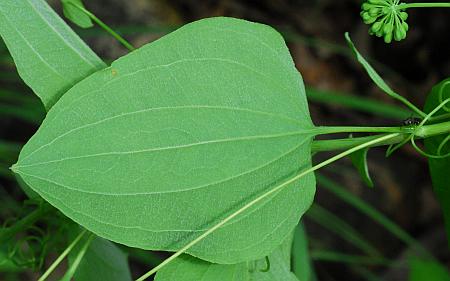 Smilax_lasioneura_leaf2.jpg