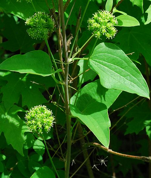 Smilax_lasioneura_plant.jpg