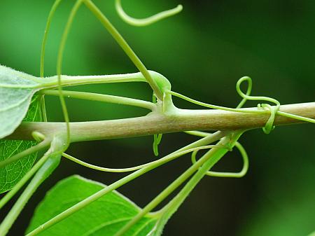 Smilax_lasioneura_stem.jpg