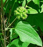 Smilax lasioneura thumbnail