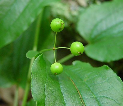 Smilax_pulverulenta_fruits.jpg