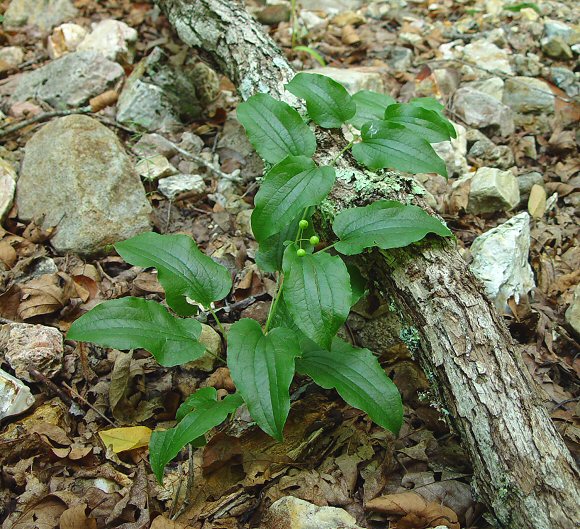 Smilax_pulverulenta_plant.jpg