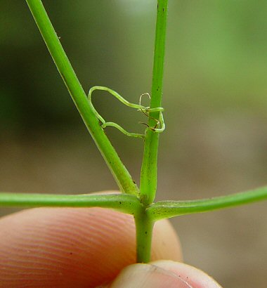 Smilax_pulverulenta_tendril.jpg