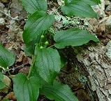 Smilax pulverulenta thumbnail