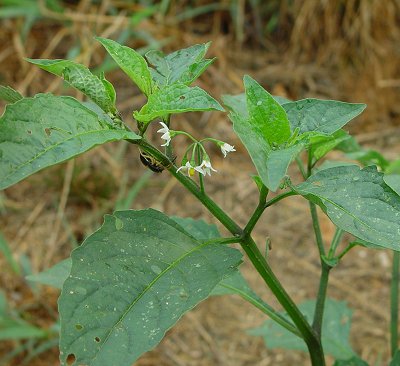 Solanum_americanum_inflorescence.jpg
