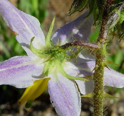 Solanum_carolinense_calyx.jpg