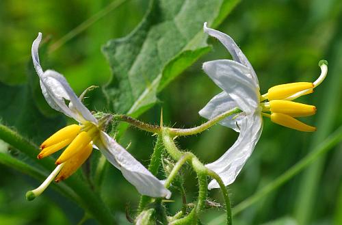 Solanum_carolinense_flowers1.jpg