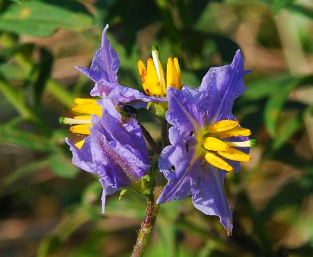 Solanum_carolinense_flowers3.jpg