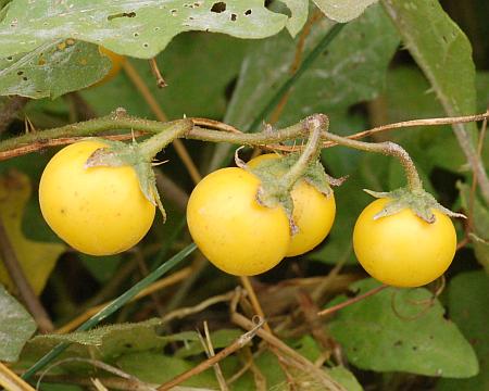Solanum_carolinense_fruits.jpg