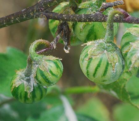 Solanum_carolinense_fruits1.jpg