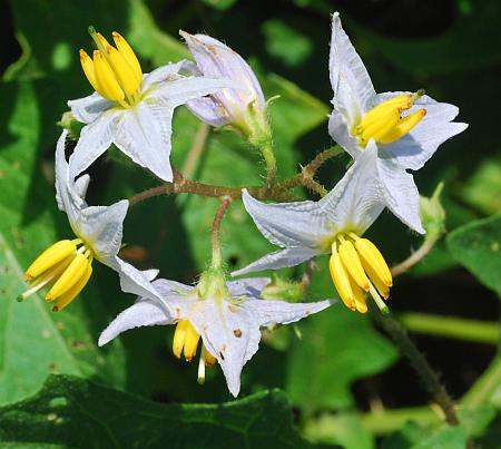 Solanum_carolinense_inflorescence.jpg