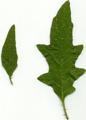 Solanum_carolinense_leaves.jpg
