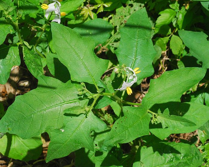 Solanum_carolinense_plant.jpg