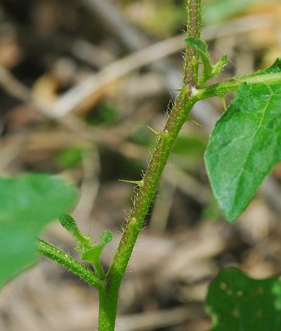 Solanum_carolinense_stem.jpg