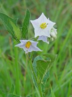 Solanum carolinense thumbnail