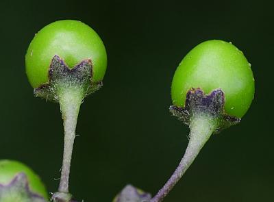 Solanum_dulcamara_fruits1.jpg