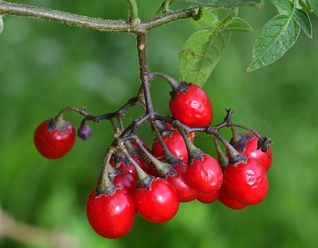 Solanum_dulcamara_fruits2.jpg