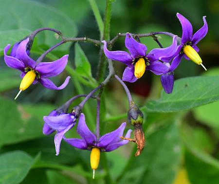 Solanum_dulcamara_inflorescence.jpg