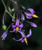 Solanum dulcamara thumbnail