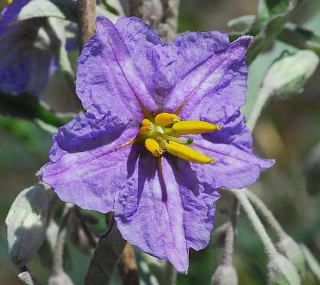 Solanum_elaeagnifolium_corolla.jpg