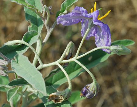 Solanum_elaeagnifolium_inflorescence.jpg