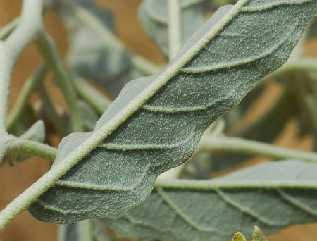 Solanum_elaeagnifolium_leaf2.jpg