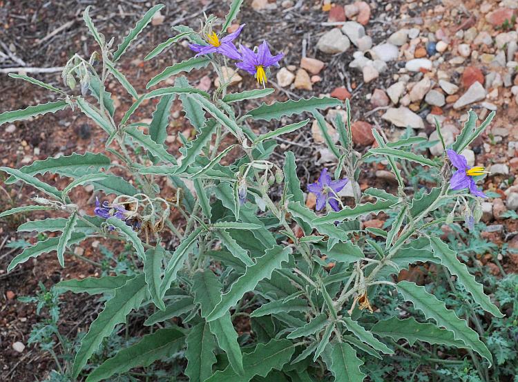 Solanum_elaeagnifolium_plant.jpg