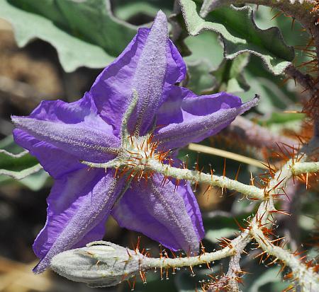 Solanum_elaeagnifolium_prickles.jpg