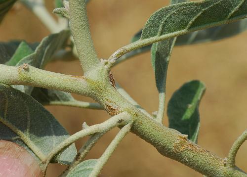 Solanum_elaeagnifolium_stem.jpg