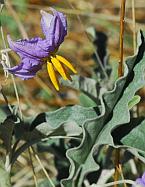 Solanum elaeagnifolium thumbnail