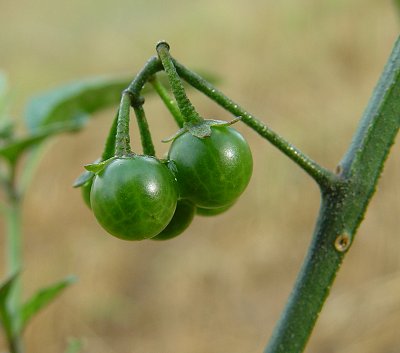 Solanum_nigrum_fruits.jpg