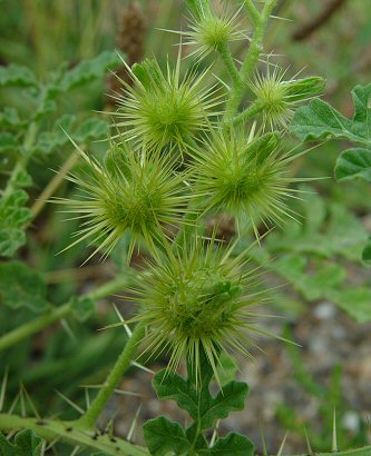 Solanum_rostratum_fruits.jpg