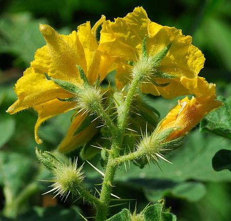 Solanum_rostratum_inflorescence.jpg