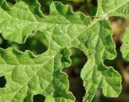 Solanum_rostratum_leaf1.jpg