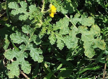 Solanum_rostratum_leaves1.jpg