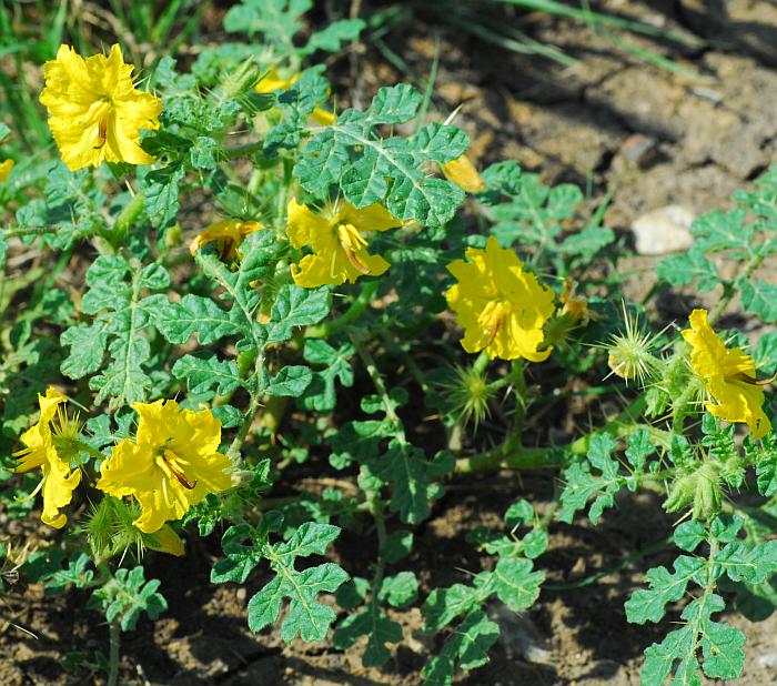 Solanum_rostratum_plant.jpg