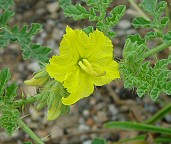 Solanum rostratum thumbnail