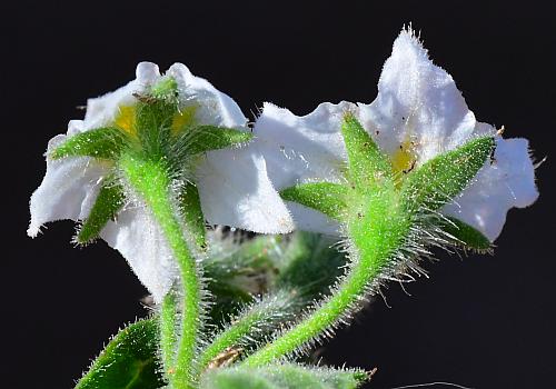 Solanum_sarrachoides_calyces.jpg