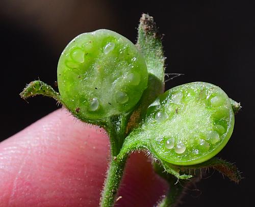 Solanum_sarrachoides_fruit.jpg