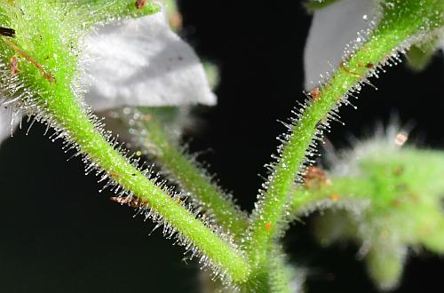 Solanum_sarrachoides_inflorescence2.jpg