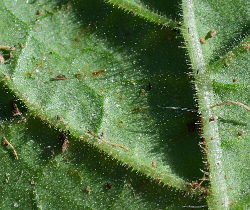 Solanum_sarrachoides_leaf2a.jpg