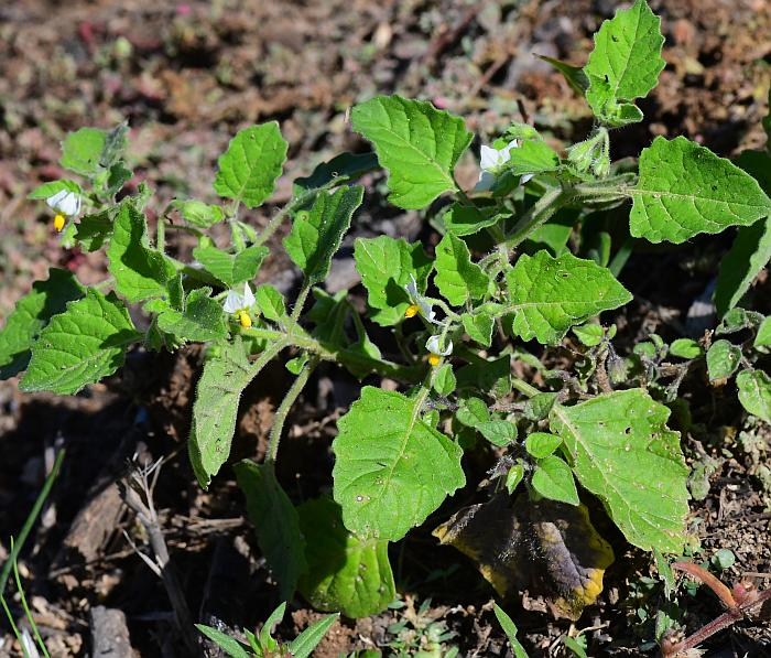 Solanum_sarrachoides_plant.jpg