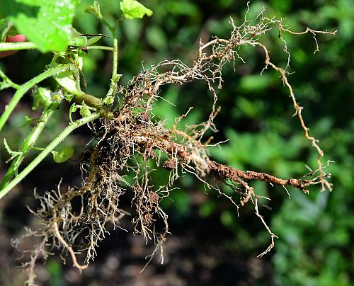 Solanum_sarrachoides_roots.jpg